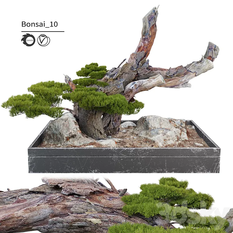Bonsai plant_10 3D Model Free