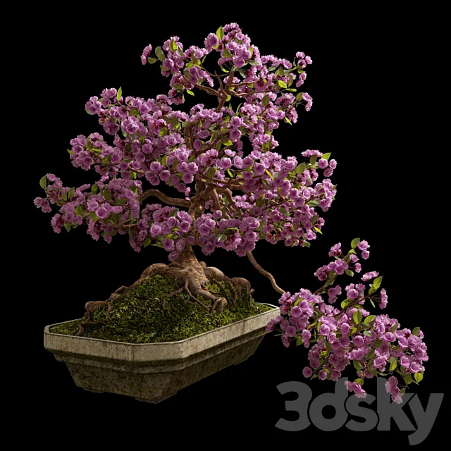 Bonsai Sakura 3DModel