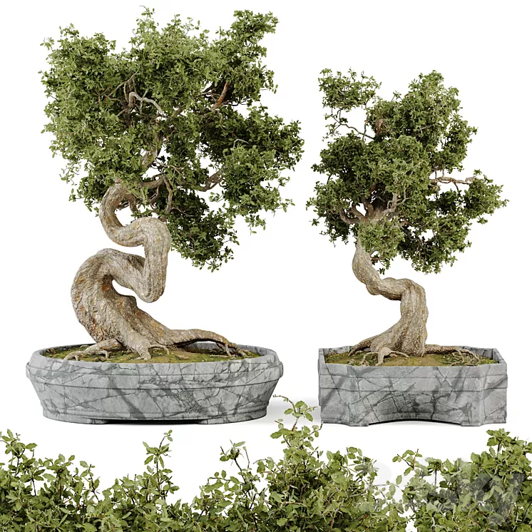 Bonsai Set Vol.01 3D Model Free