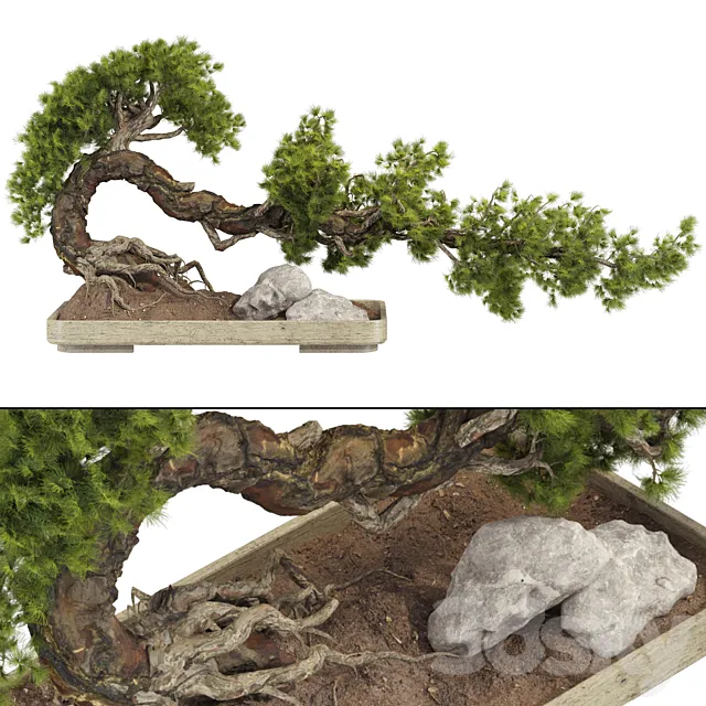 Bonsai Tree 229 3D Model