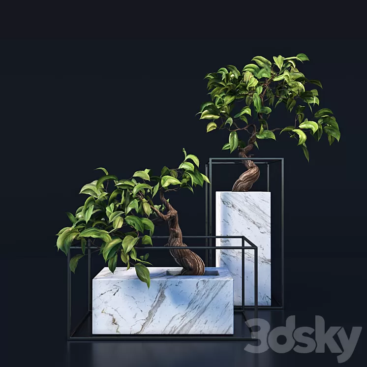 bonsai Tree 3D Model
