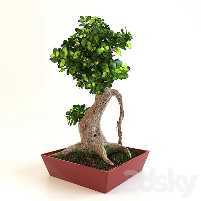Bonsai Tree 3DModel