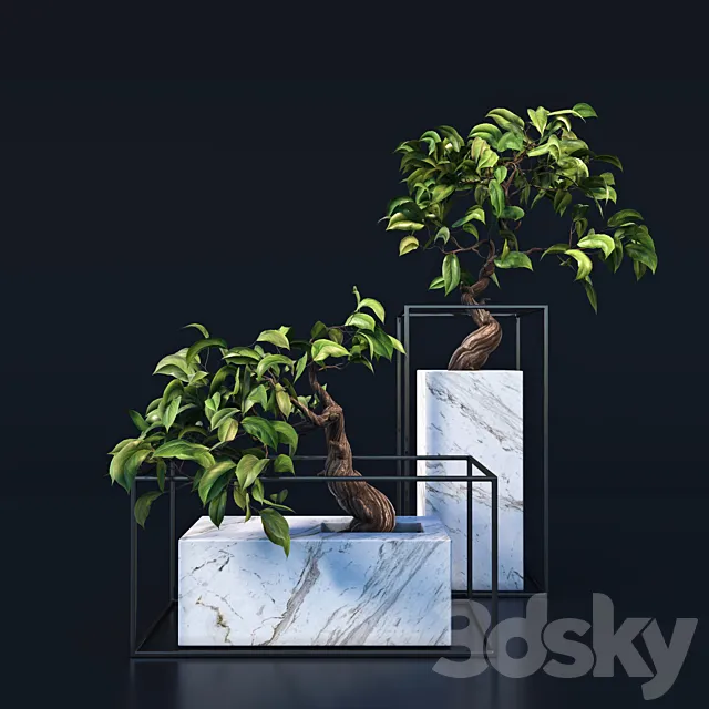 bonsai Tree 3DModel
