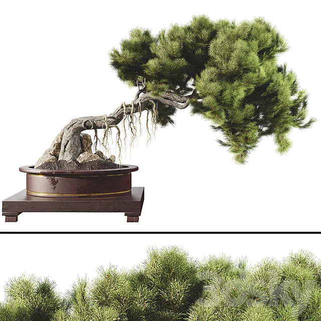Bonsai tree 58 3DModel