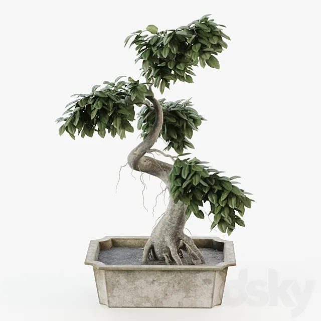 Bonsai tree ficus 3D Model