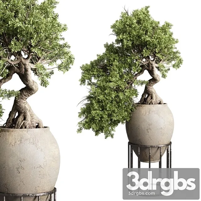 Bonsai Tree In An Old Earthenware Vase Indoor Plant 343 3D Model Free