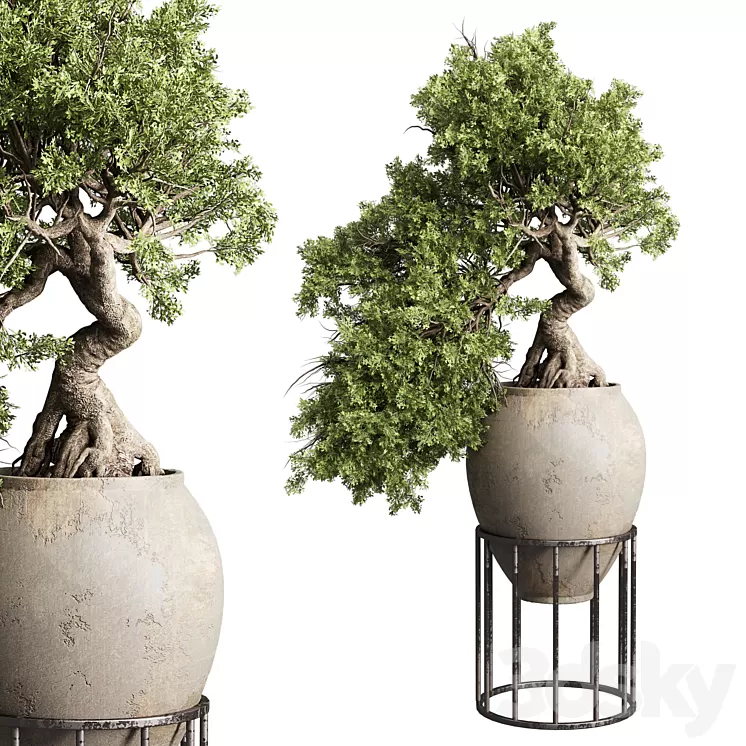 Bonsai tree in an old earthenware vase indoor plant 343 3D Model Free
