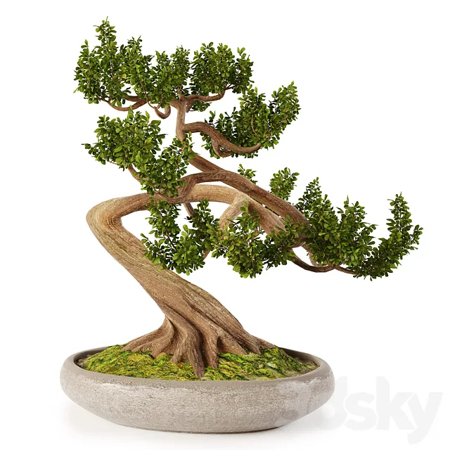 Bonsai w01 3D Model