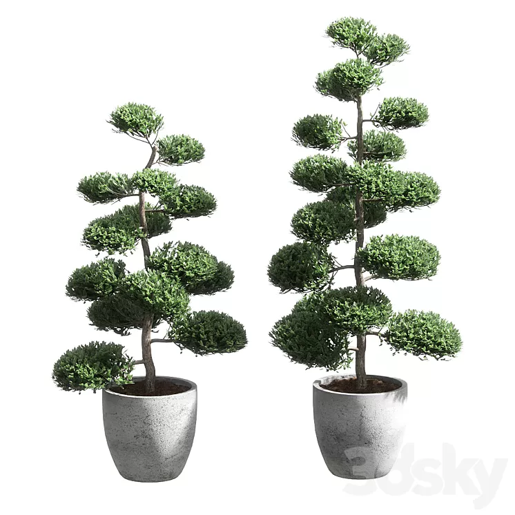 Bonsai with spherical branches. 2 models 3D Model