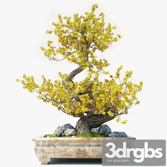 Bonsai Yellow 3D Model Free