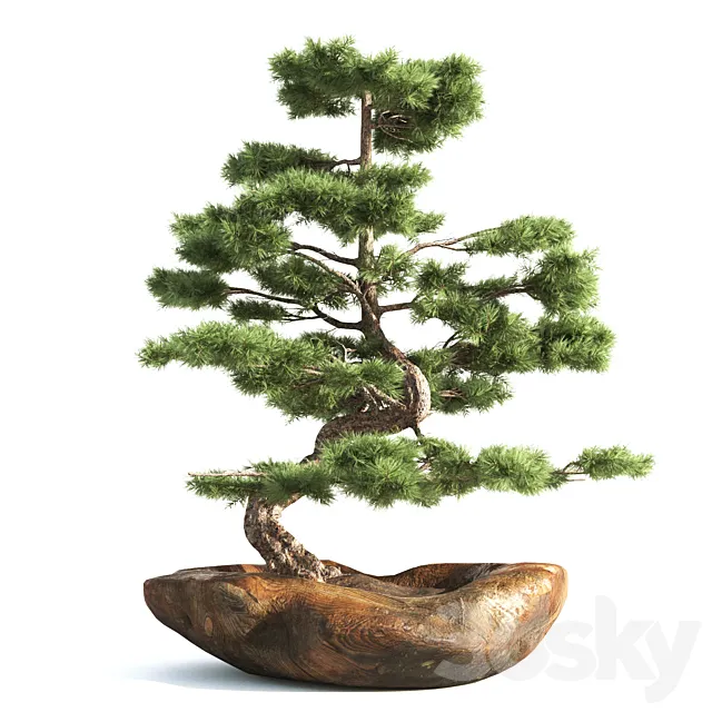 bonsai03 3DModel