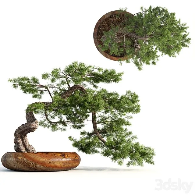 bonsai04 Free Download