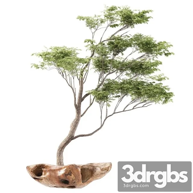 Bonsai5 3D Model Free