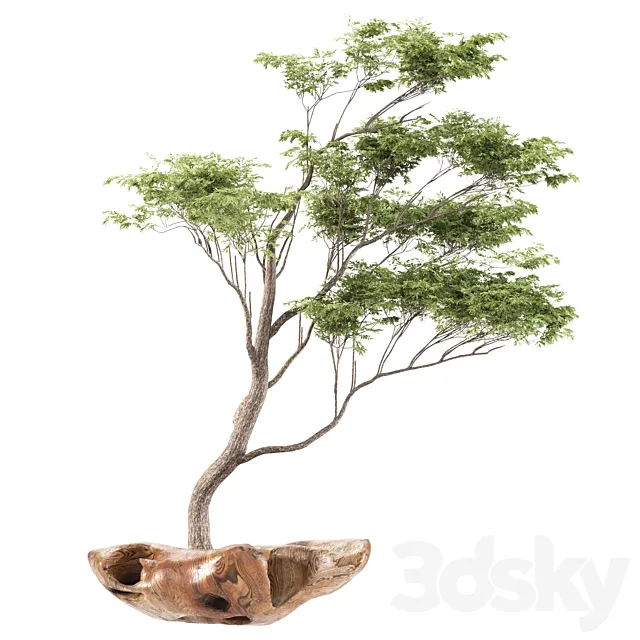 bonsai5 3D Model