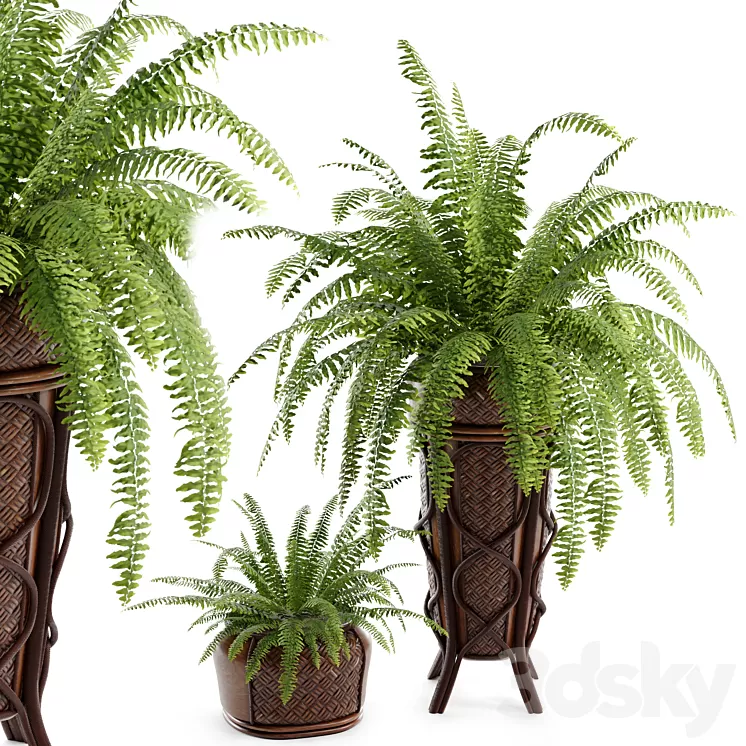 Boston Fern 3D Model Free