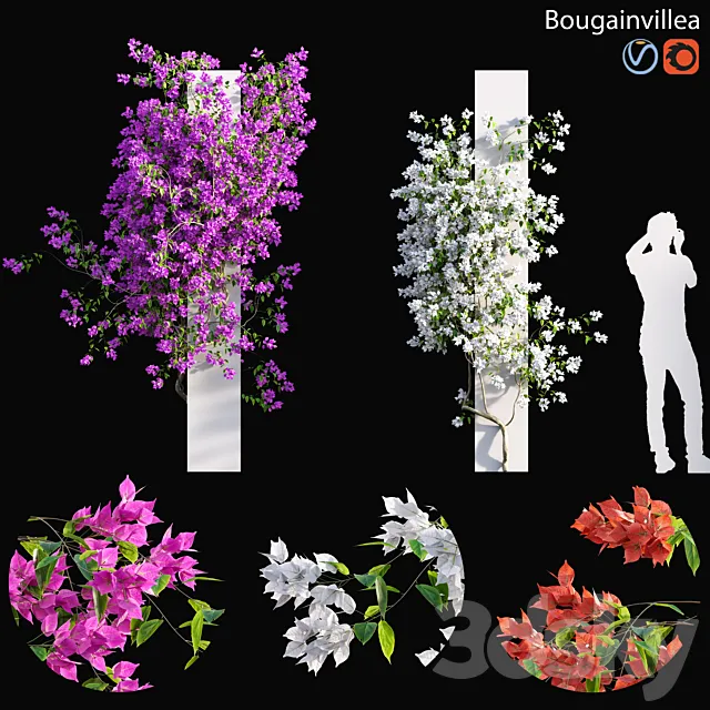 Bougainvillea - 01 3D Model