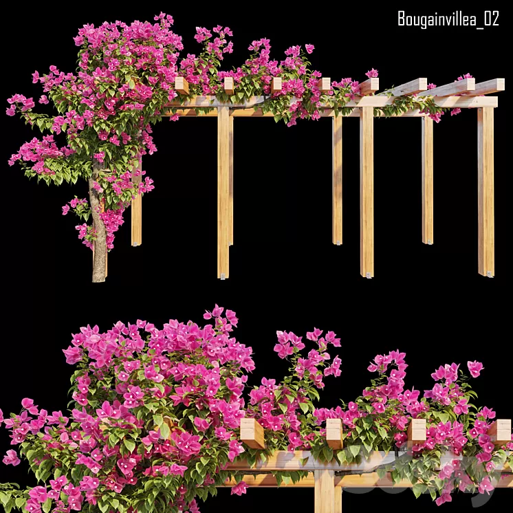 Bougainvillea 02 3D Model Free