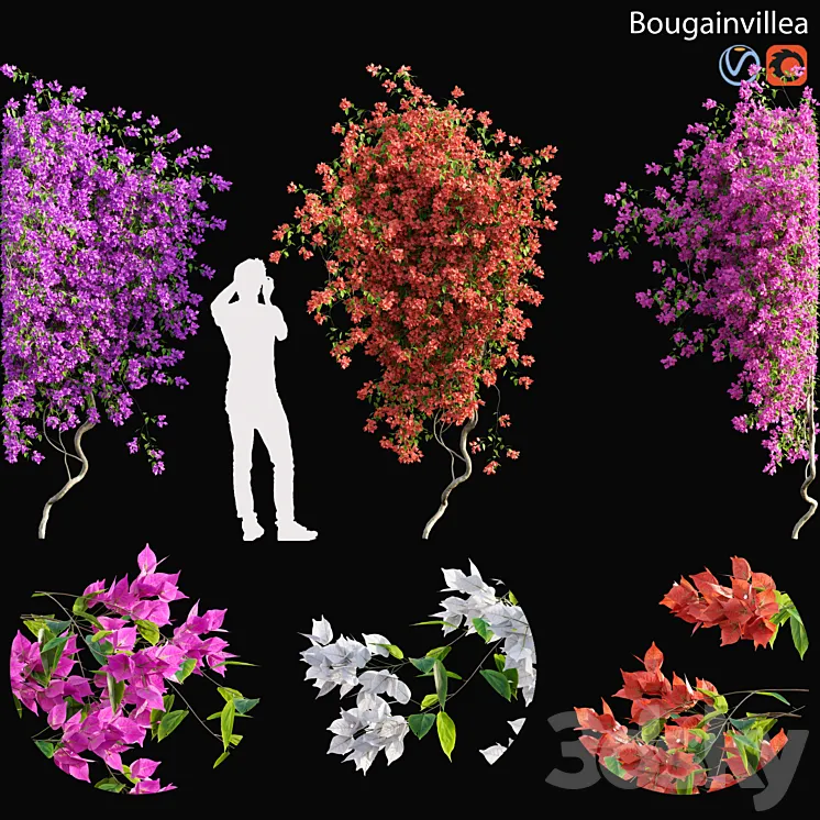 Bougainvillea - 03 3D Model Free