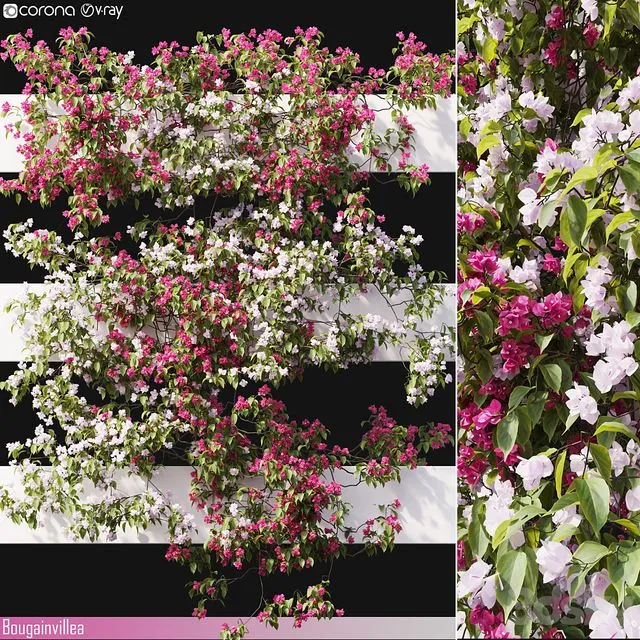 Bougainvillea 06 3D Model