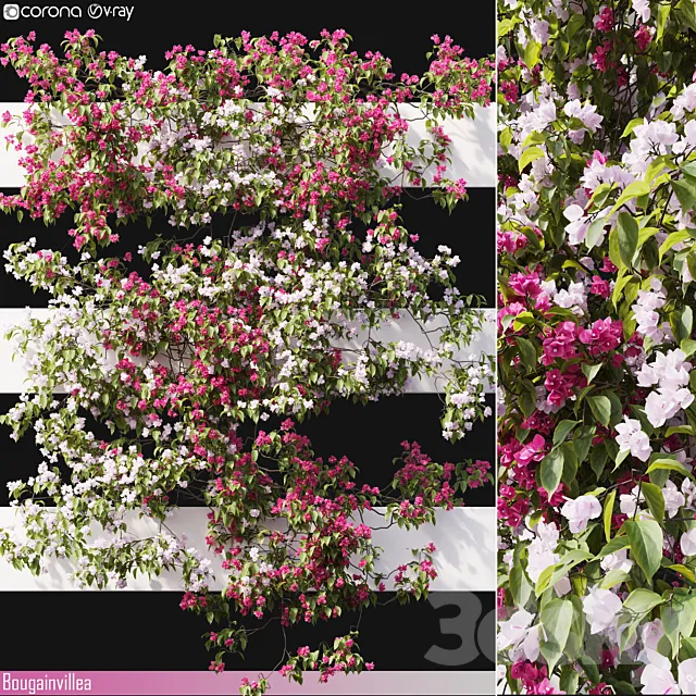 Bougainvillea 06 3D Model