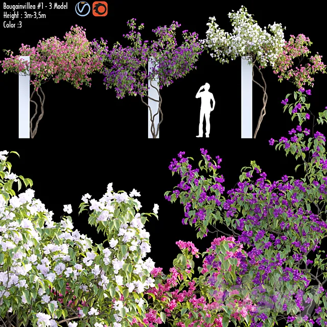 Bougainvillea 07 3D Model