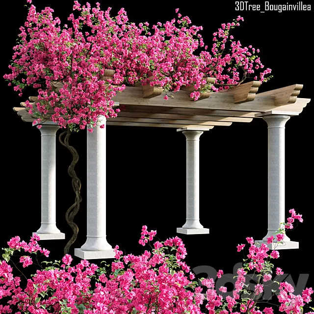 Bougainvillea 08 3D Model