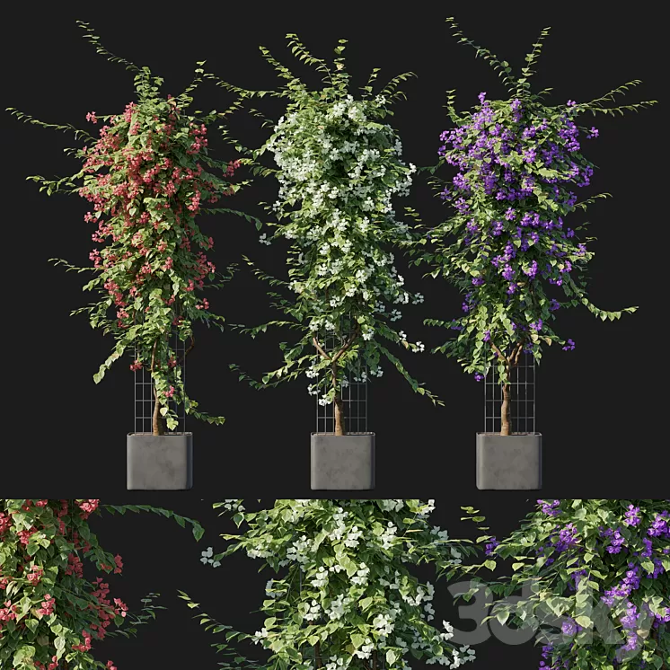 Bougainvillea 09 3D Model Free