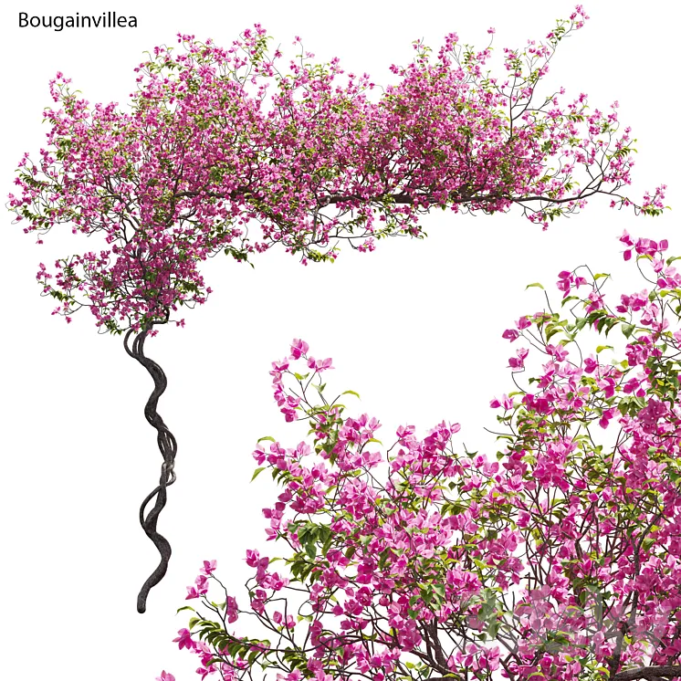 Bougainvillea 11 3D Model Free