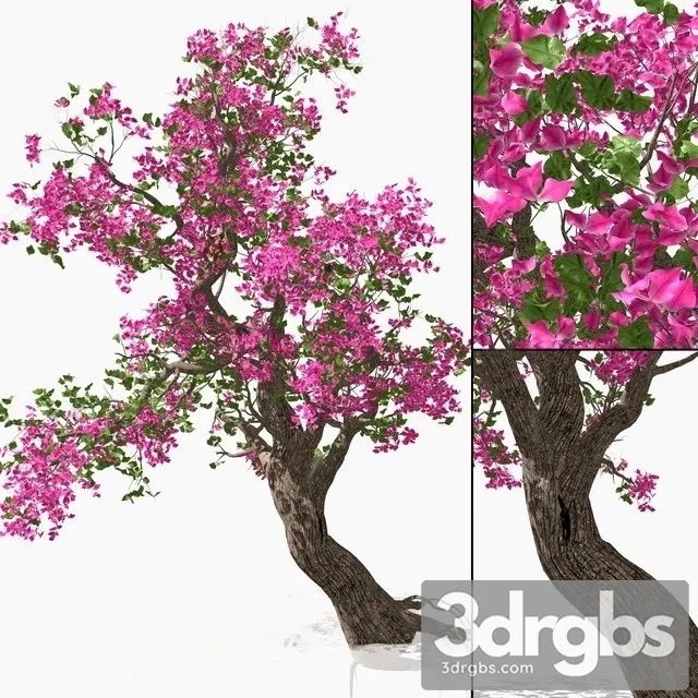 Bougainvillea 15 3D Model Free