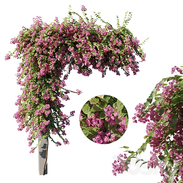 Bougainvillea 3D Model