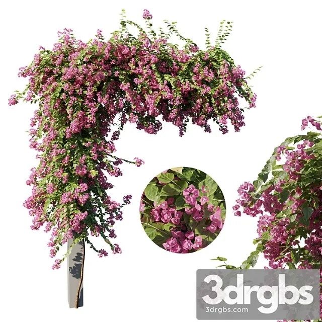 Bougainvillea 3D Model Free
