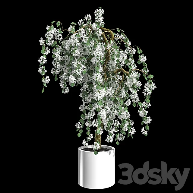 Bougainvillea 3D Model