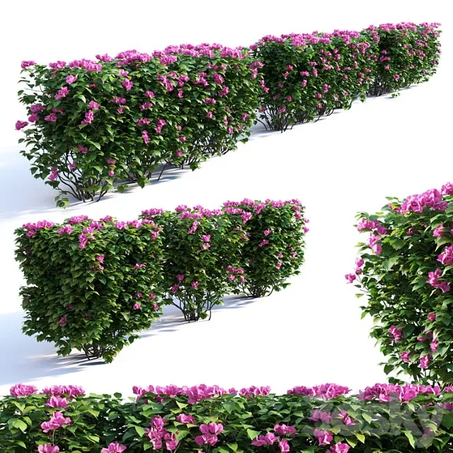 Bougainvillea Hedge 0 8 M Height 2 3D Model Free