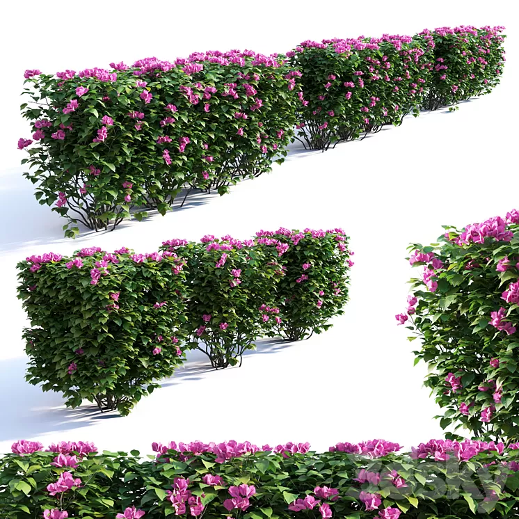 Bougainvillea Hedge 0.8 m Height 3D Model