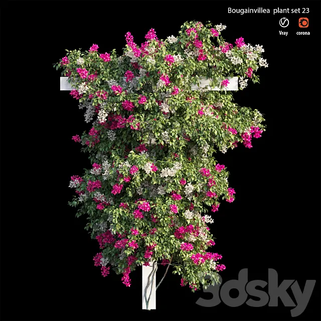 Bougainvillea plant set 23 3D Model