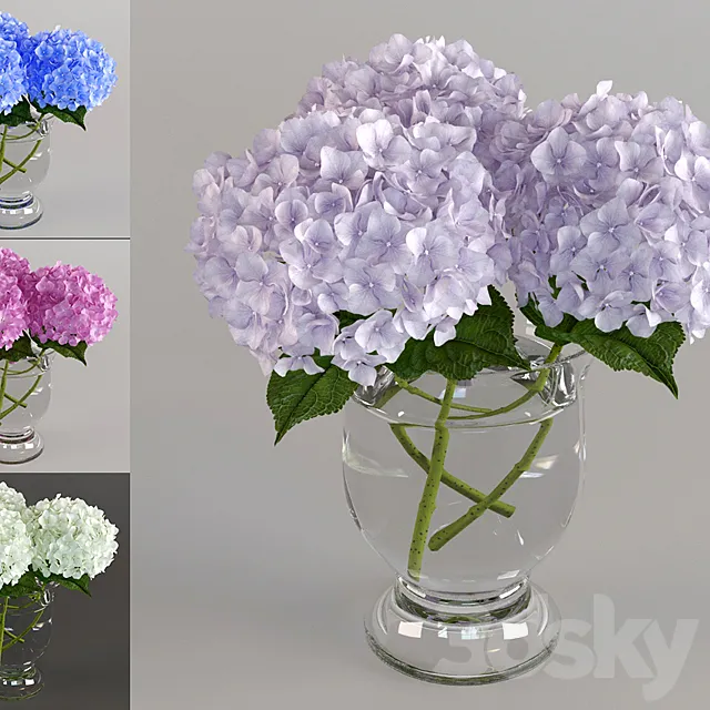 Bouquet of hydrangeas 3DModel