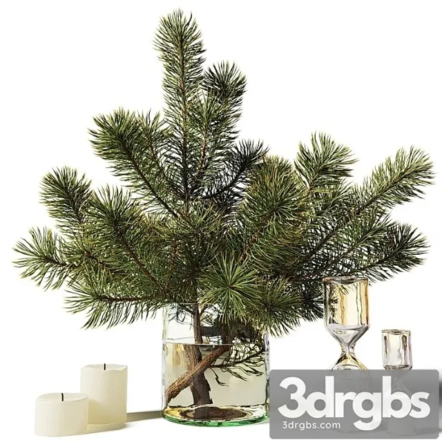 Bouquet of pine branches in a glass vase