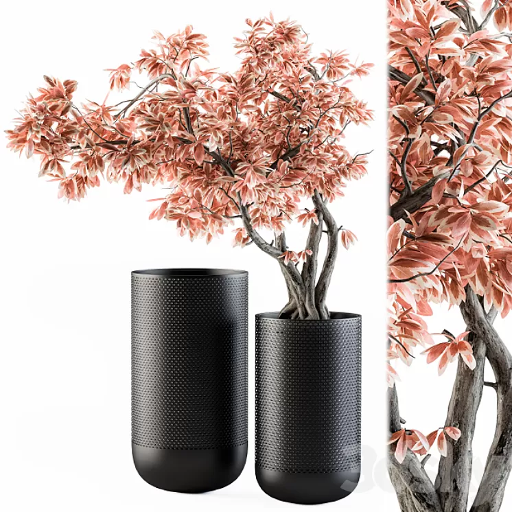 Bouquet Set 17 - Pink Bonsai 3D Model