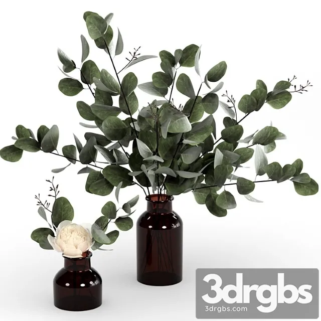 Bouquets of Eucalyptus 3D Model Free