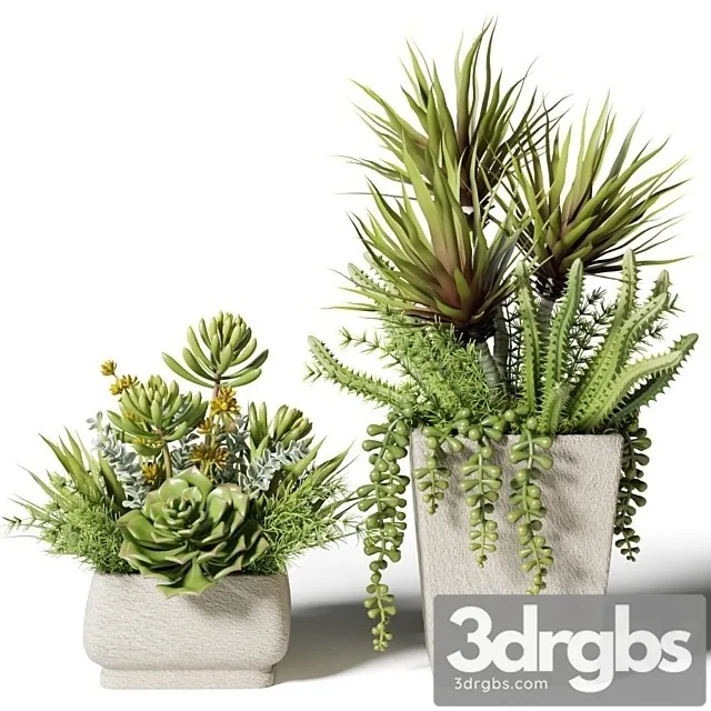Bouquets of Succulents in Square Pots 3D Model Free