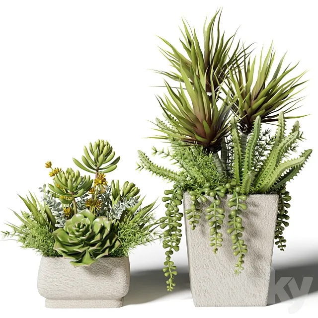 Bouquets of succulents in square pots 3DModel