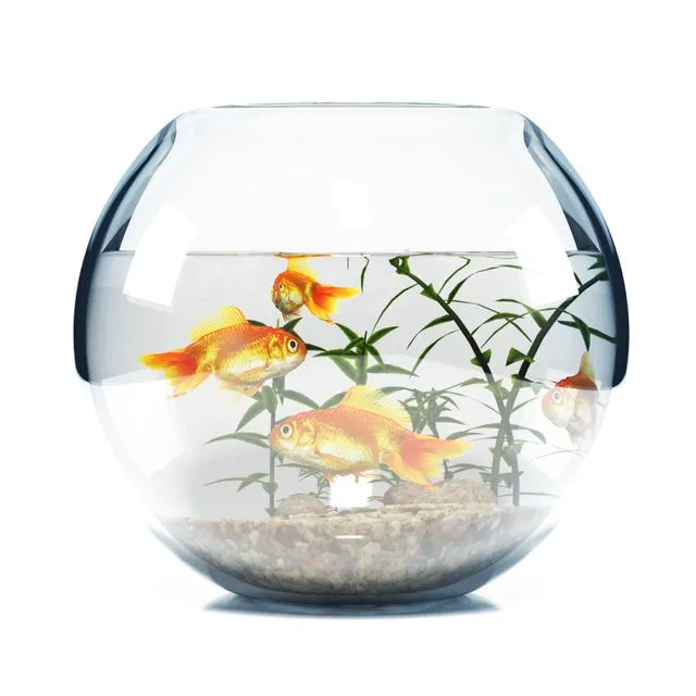 BOWL AQUARIUM 3D Model