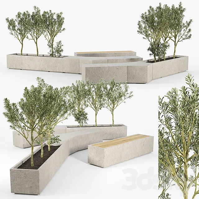 BOX PLANTER Olea europaea 02 3DModel