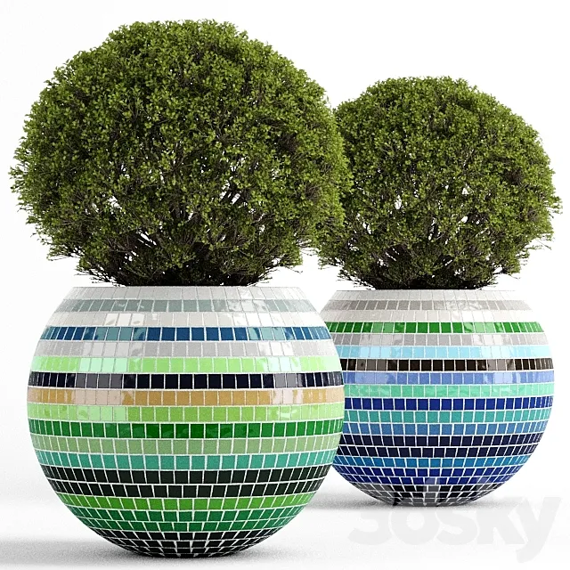 Box tree with Mosaic Pot 3D Model