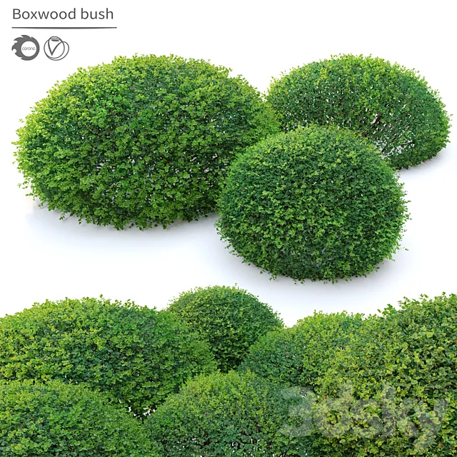 Boxwood 02 3D Model