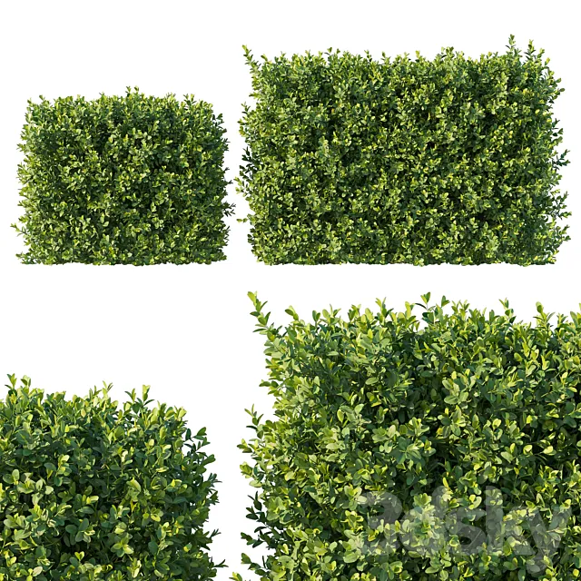 Boxwood 04 Free Download