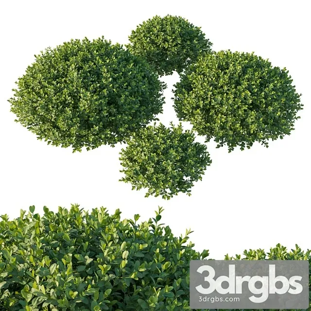 Boxwood 05 3D Model Free