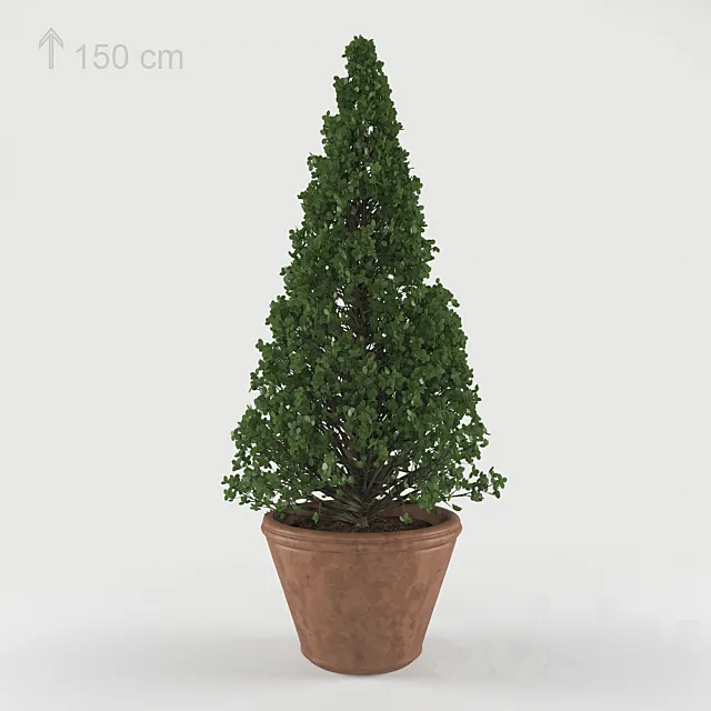boxwood bush 3DModel