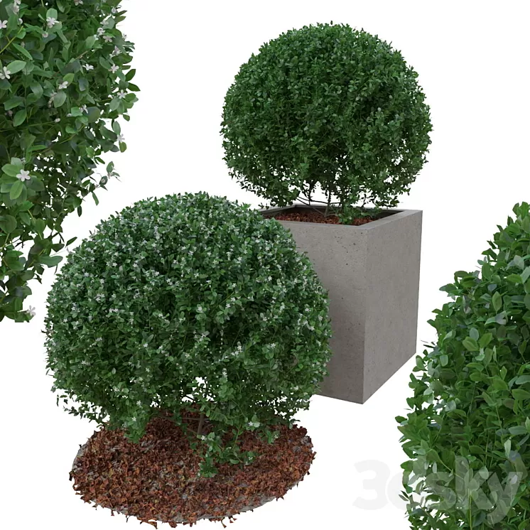 Boxwood bush in the form of a ball 3D Model
