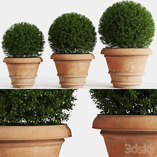 Boxwood evergreen in clay pots 3D Model